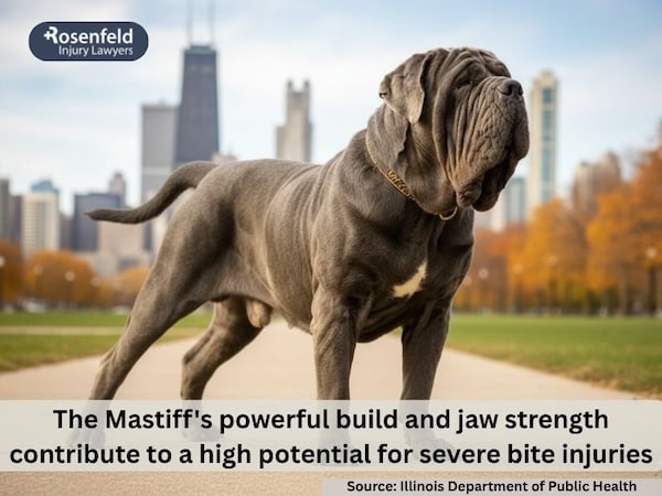 Which dog has the strongest bite force?